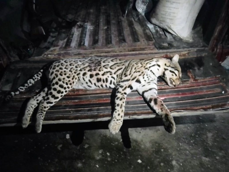 Matan a jaguar en sierra de Atoyac