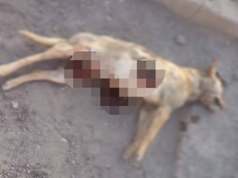 Matan a perrito, lo “acuchillaron”, segundo en 24 horas