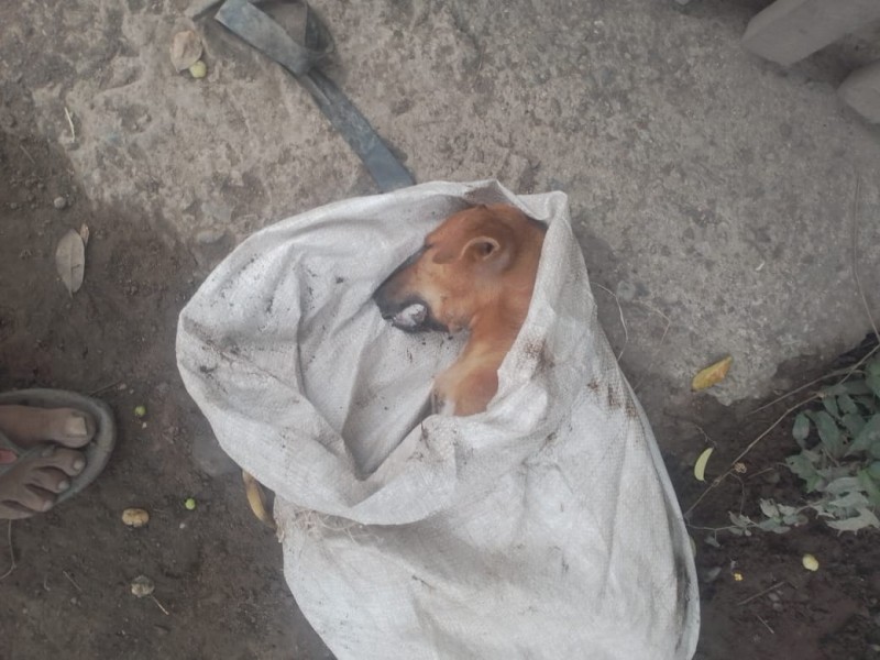 Matan a perros con bolillo envenenado en Barrio Nuevo