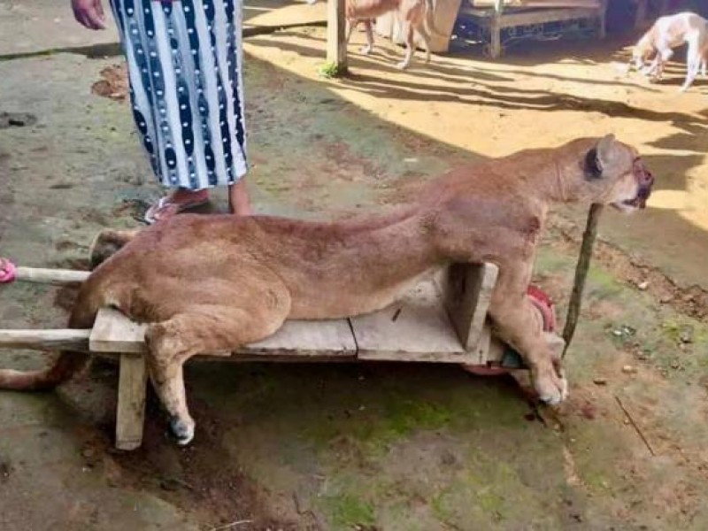 Matan a un puma en Chiapas; cazador opera con impunidad