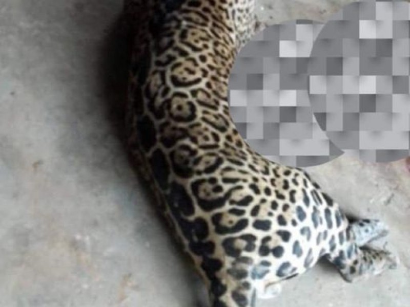 Matan campesinos en Bochil a ejemplar de jaguar