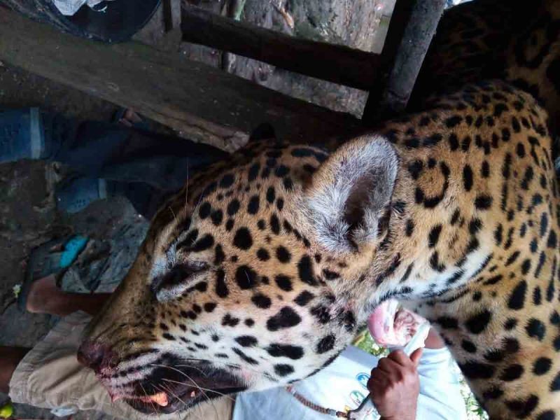 Matan y desuellan a jaguar en Palizada, Campeche