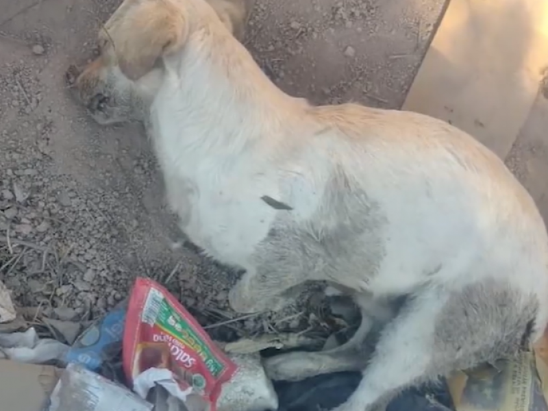 Matanza de perros en Gómez Palacio será investigada