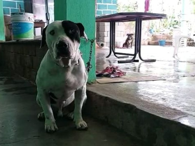 Max, el perro guardián que atacó a presunto ladrón