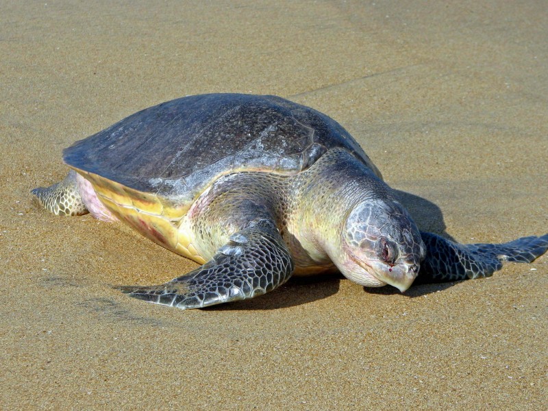 Mazatán por la conservación de la tortuga golfina