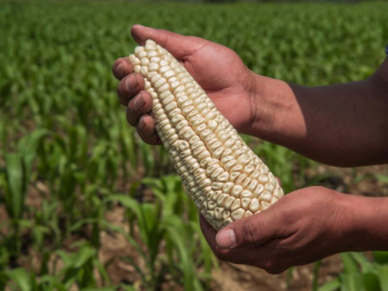 Maíz grano blanco encabeza la producción agrícola nacional en 2025
