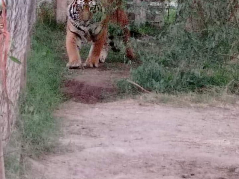 Mediante cateo la FGR asegura animales exóticos en Navojoa, Sonora