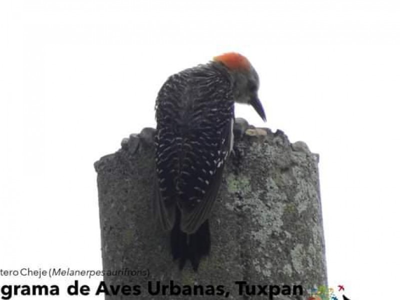 Mediante Conteo de Aves constatan equilibrio forestal de Tuxpan