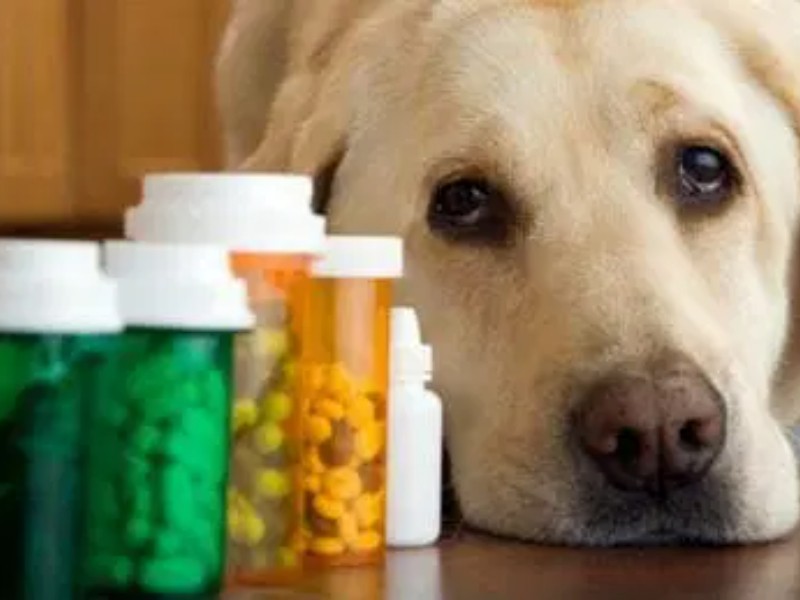Medicamentos para animales circulan sin registro oficial en México