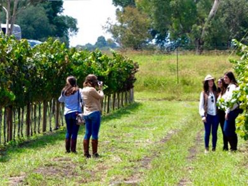 Medio millón menos de turistas perderán este 2020 las vitivinícolas