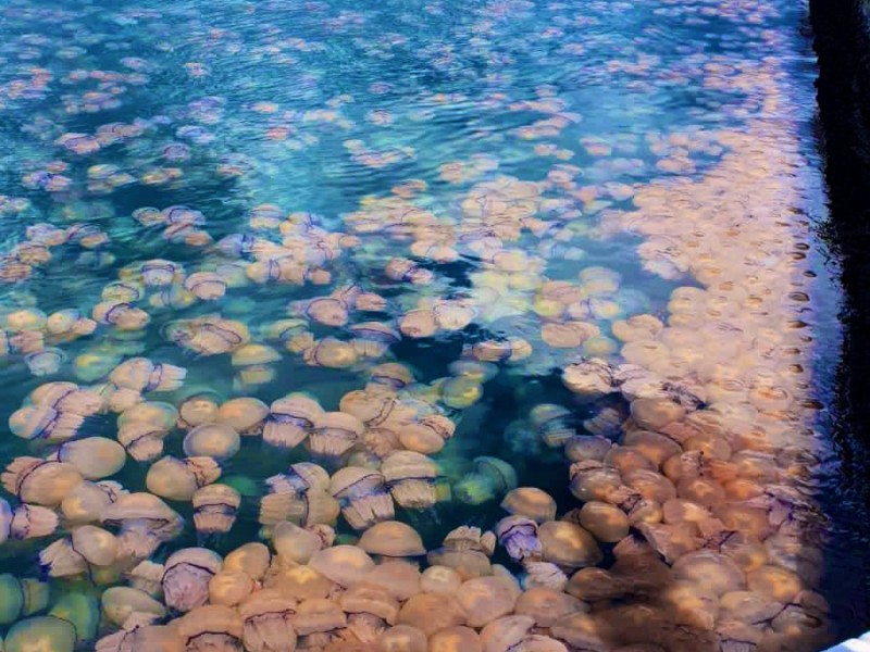 Medusas invaden puerto de Trieste en norte de Italia