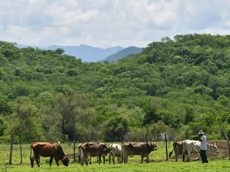 Mejora el panorama para los ganaderos de Guasave