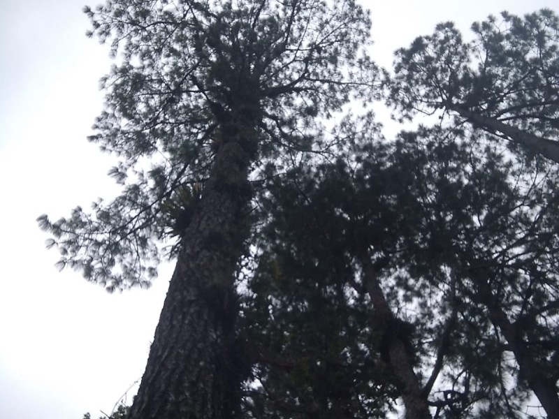 Mejora la calidad del aire en Chiapas, es buena: Semahn