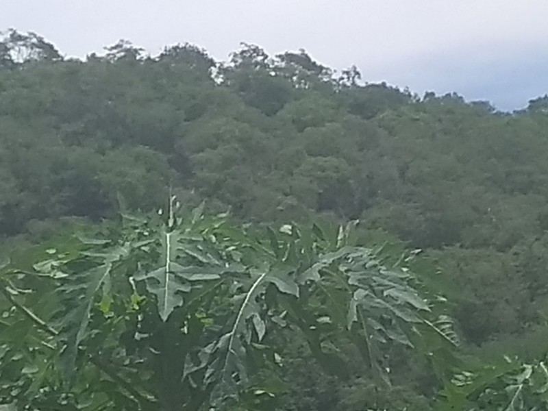 Mejora la producción de papaya