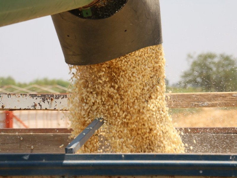 Mejoran rendimientos de maíz en la región norte de Sinaloa