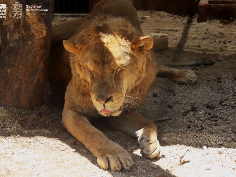 Mejorando salud de felinos rescatados del Ajusco