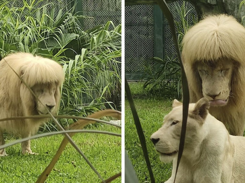 ¿Melena retro? Causa furor león en zoológico de China