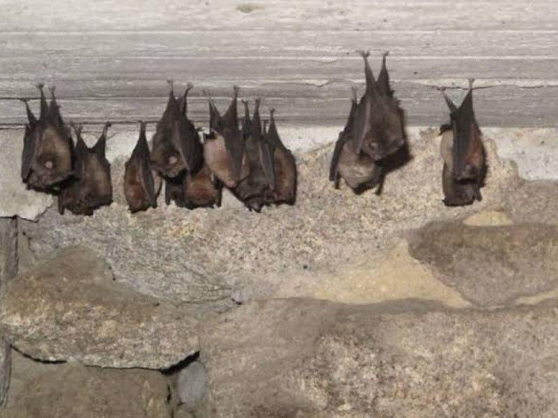 Menores no están en riesgo tras aparición de murciélagos