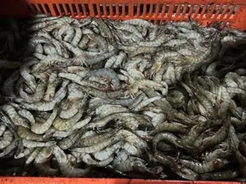 Menos ribereños saldrán vía la pesca del camarón en Guaymas