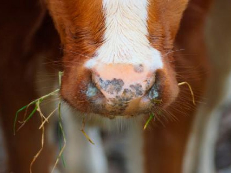 Mensualmente se detectan 70 casos positivos de brucelosis en ganado