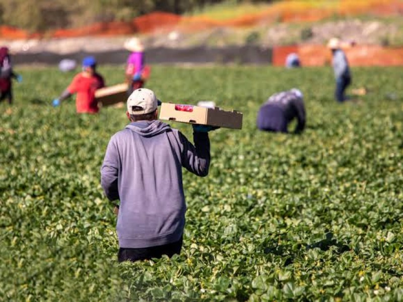 México alcanza las 32 millones de hectáreas para uso agrícola