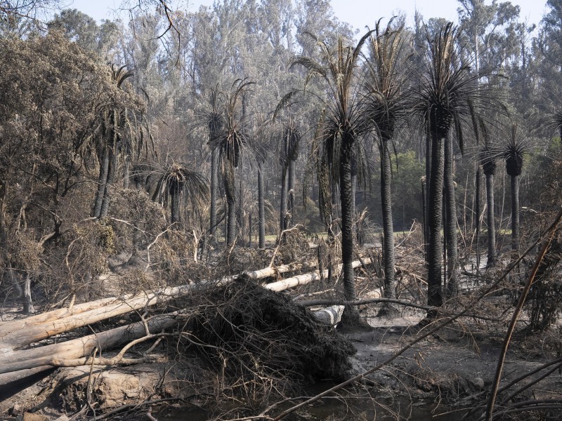 México envió ayuda humanitaria a Chile tras devastadores incendios