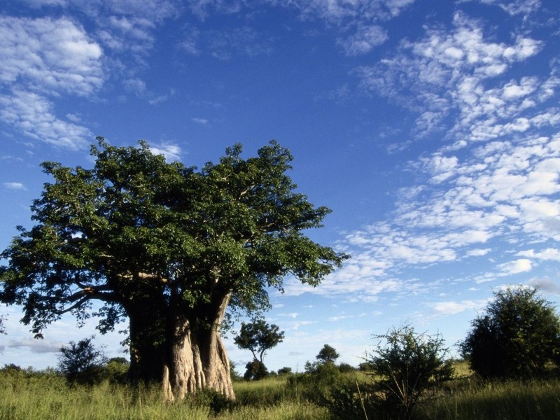México celebra proyectos que transforman el futuro ecológico