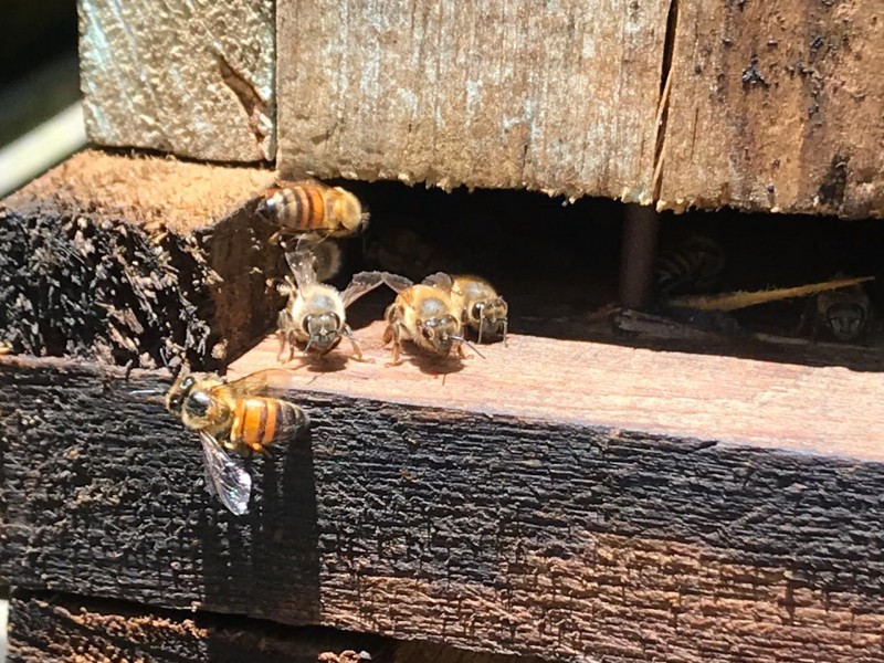 México cuenta con 46 abejas nativas