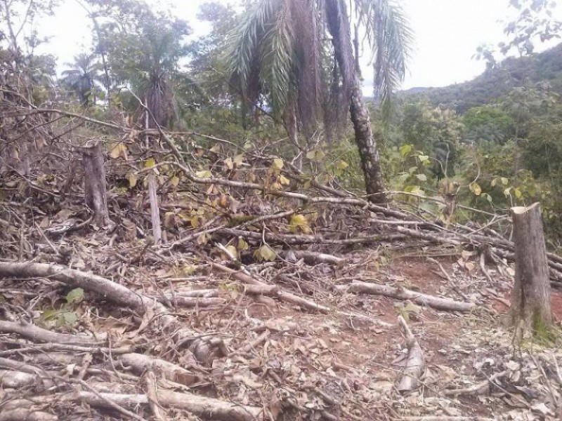 México cuenta con grandes índices de deforestación