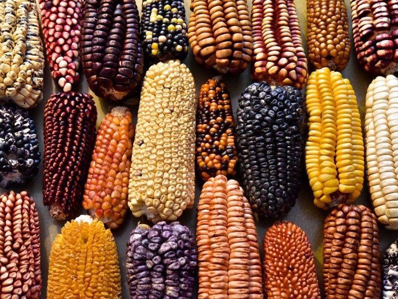 México cuidará su maíz nativo con nuevo programa