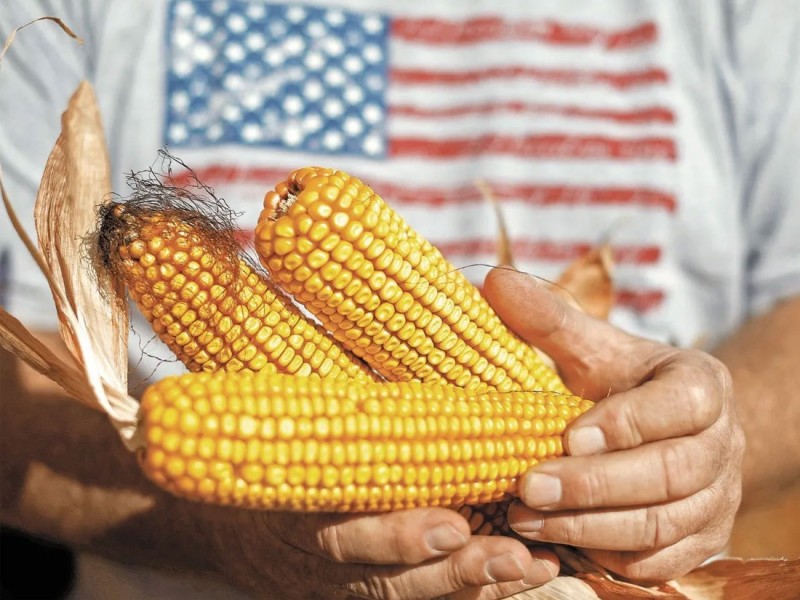 México debe defender prohibir maíz transgénico para consumo humano