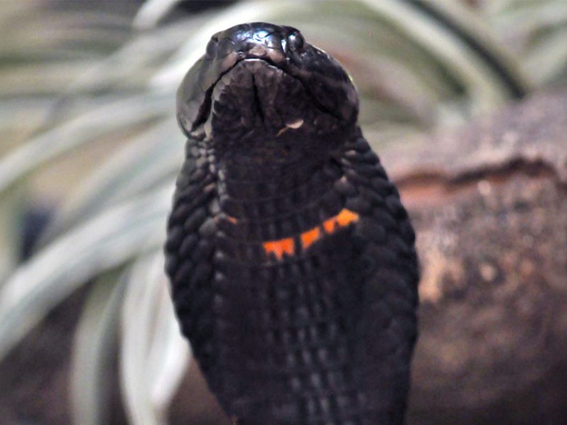 México desarrolla antiveneno innovador contra serpientes letales