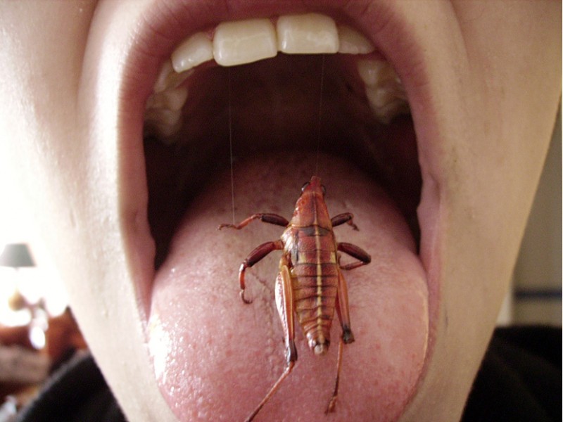 México, el país con más insectos comestibles
