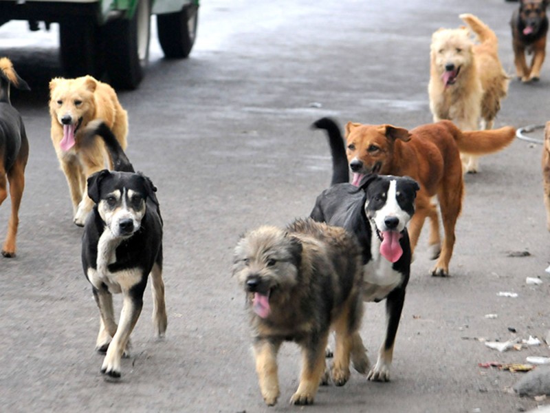 México el país con más perros callejeros de américa latina