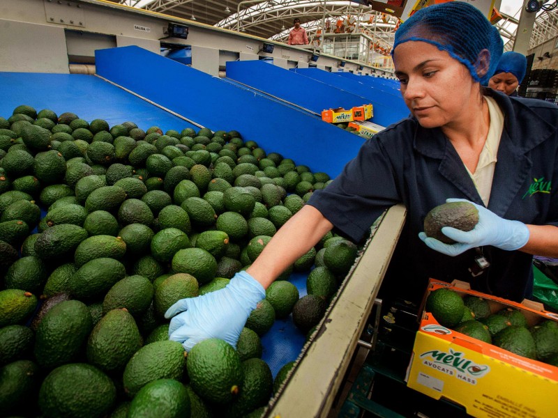 México enviará 130.000 toneladas de aguacate por el Super Bowl