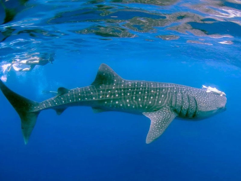 México lanza documental para salvar al tiburón ballena