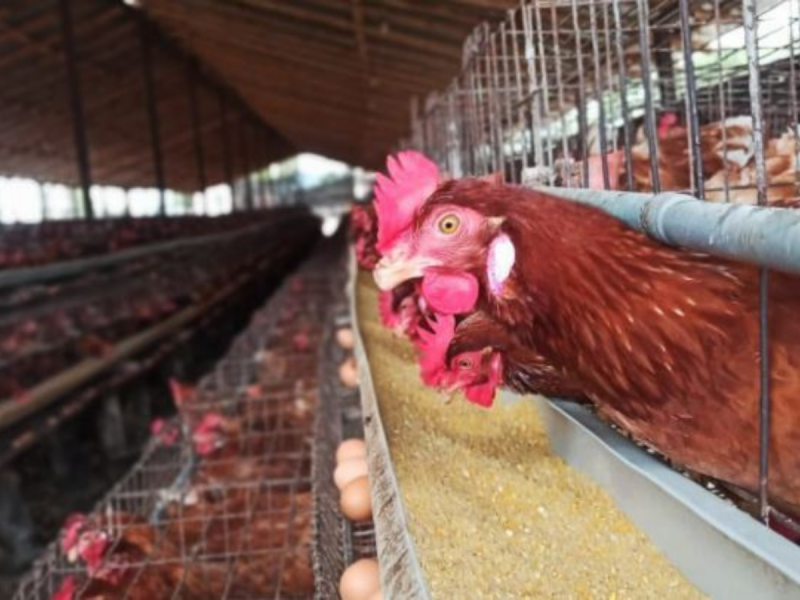 México notifica primer caso de gripe aviar H5N1