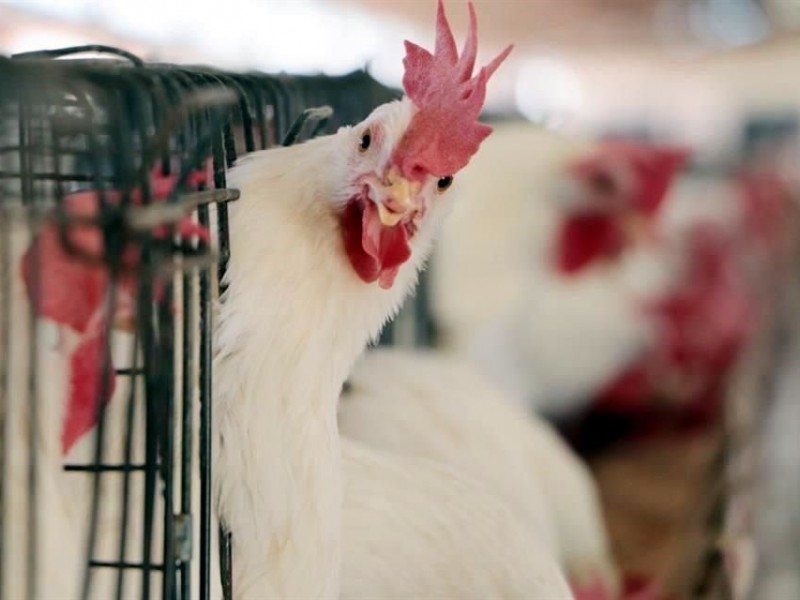 México reporta brote de gripe aviar H5N1