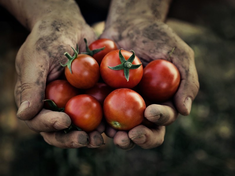 México y Estados Unidos logran acuerdo de tomate