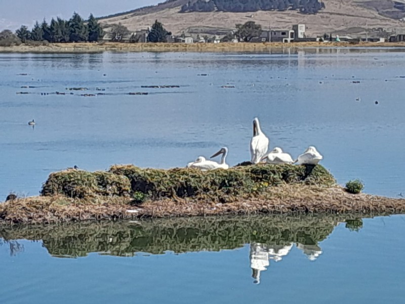 Arriba a Toluca pelicano blanco, el mayor ave de Norteamérica