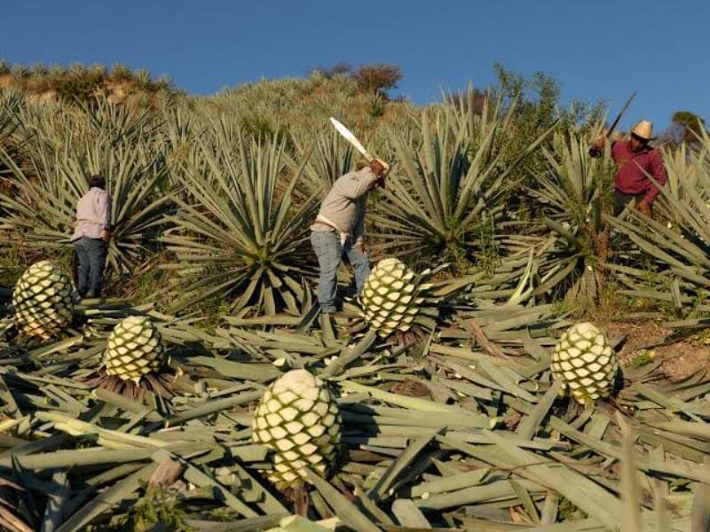 Mezcal duranguense busca conquistar nuevos mercados internacionales