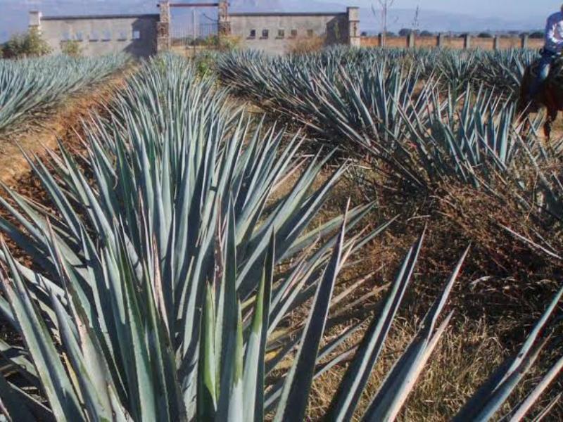 Mezcales de Durango buscan abrirse paso en el mercado europeo