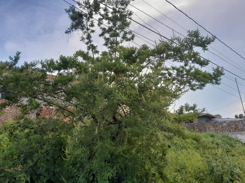 Mezquites opción para reforestar ante sequías