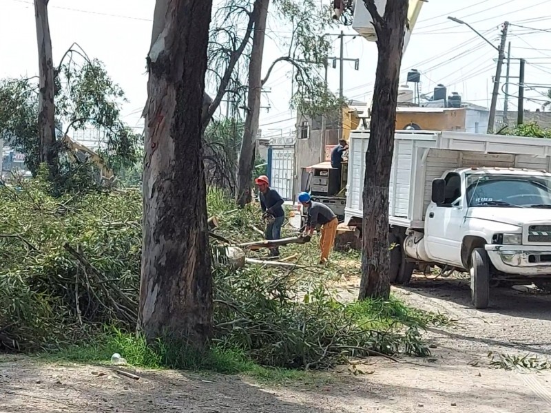 Mi Macro Periférico sacrificará a 4 mil 851 árboles