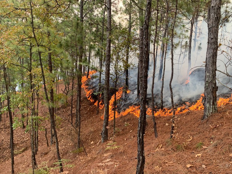 Michoacán, 4° lugar en incendios forestales a nivel nacional