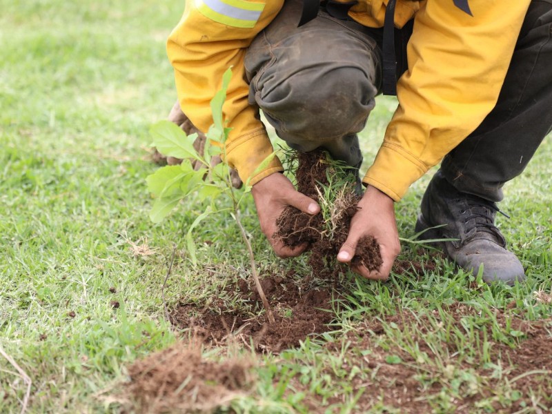 ¡Semillas desde el cielo! Inicia reforestación aérea en Michoacán tras incendios