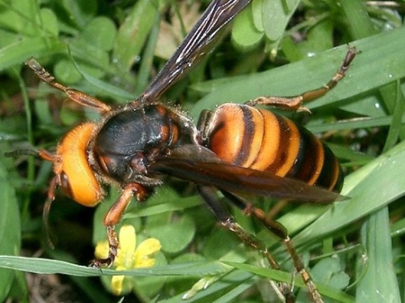 Michoacán, en alerta por Avispón Gigante Asiático