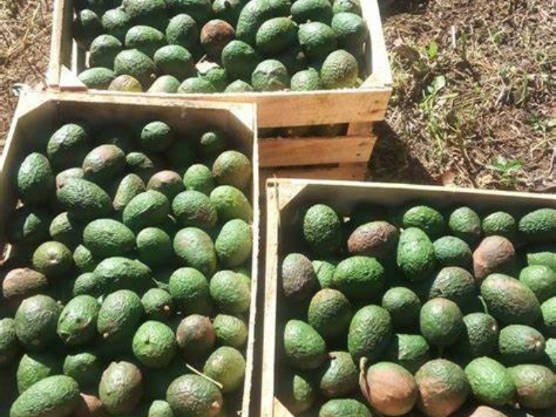 Michoacán exportó 96 mil toneladas de aguacate