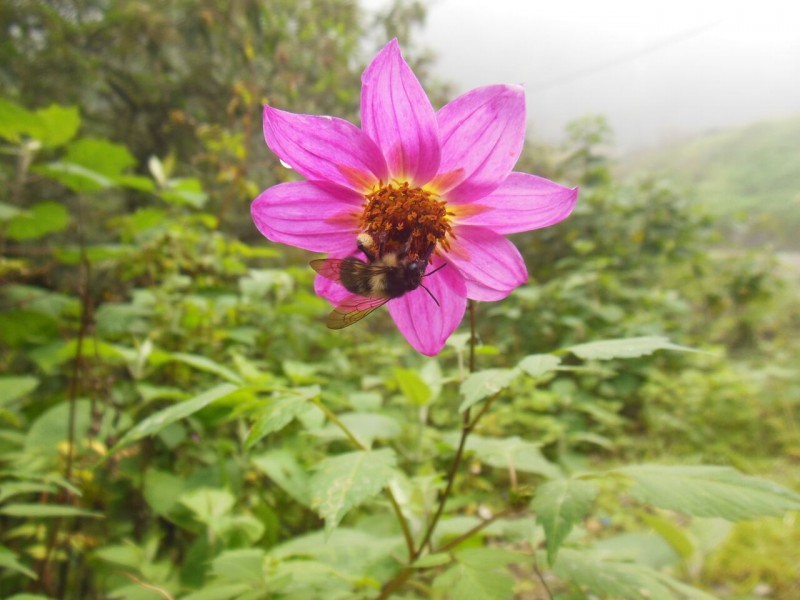 Michoacán; hogar de ocho especies de abejas meliponas