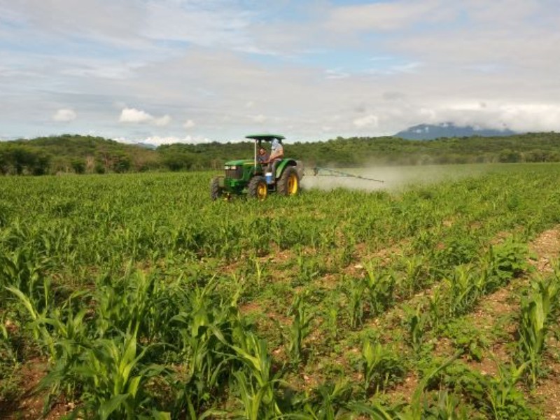 Michoacán lidera una vez más producción agrícola en México